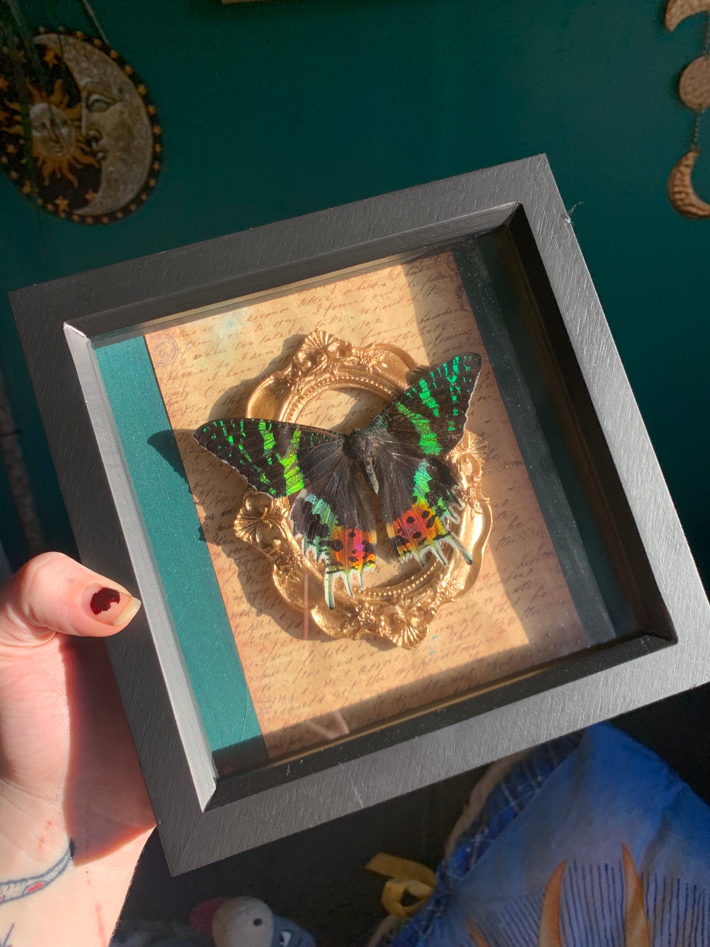 Stunning butterfly Urania ripheus madagascan butterfly frame✨🦋