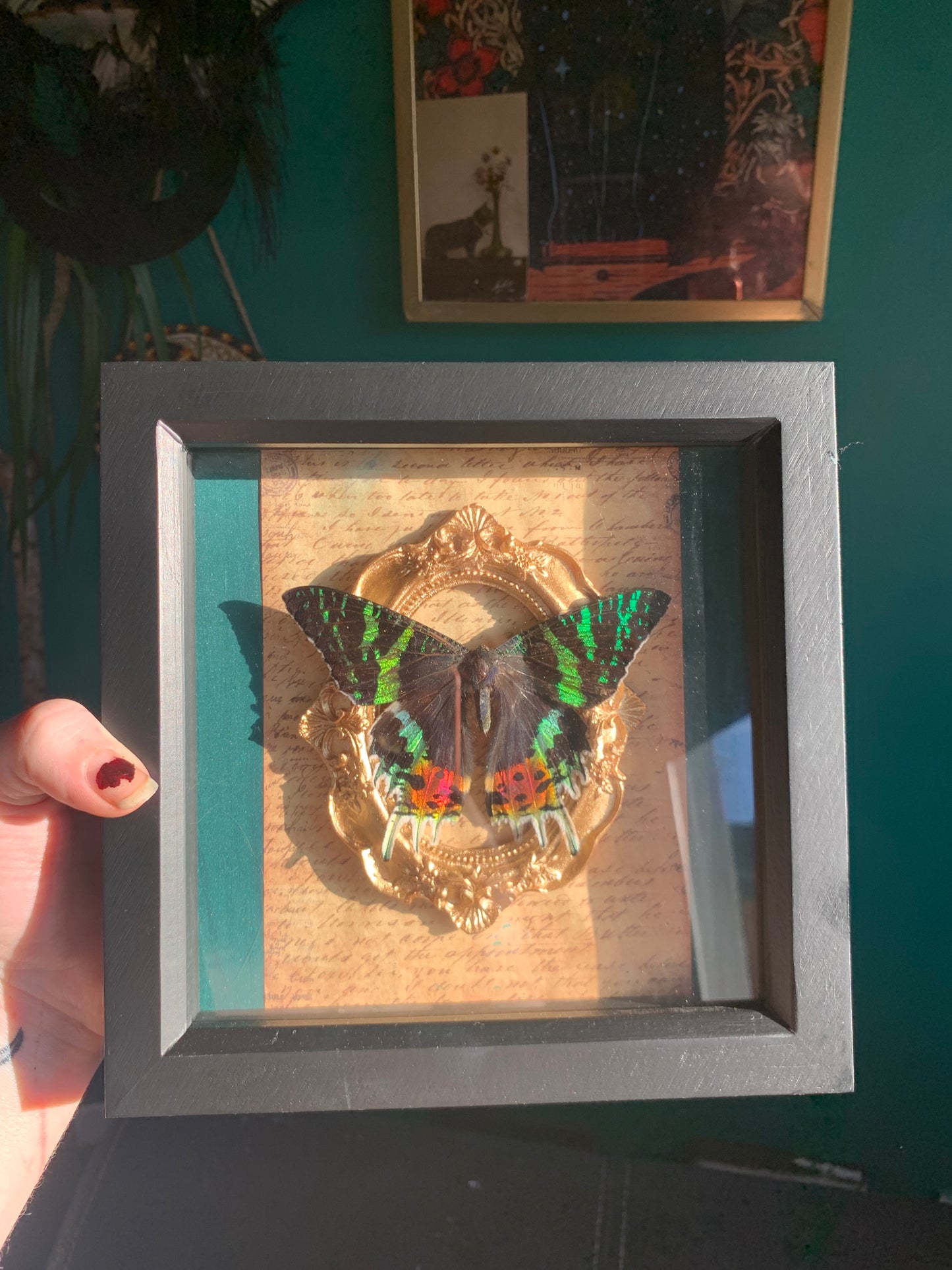 Stunning butterfly Urania ripheus madagascan butterfly frame✨🦋