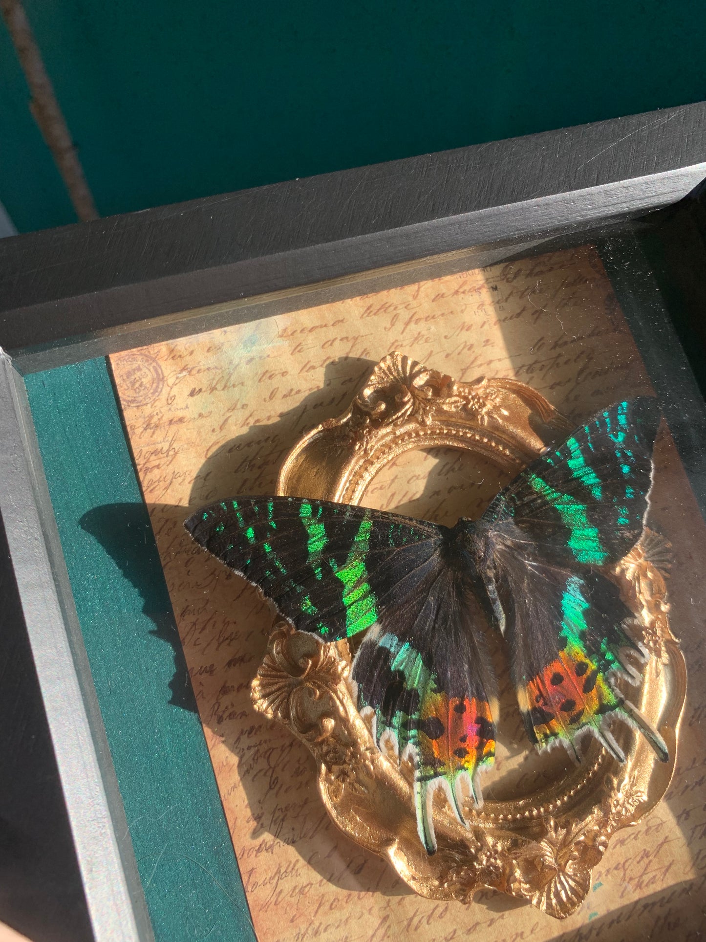 Stunning butterfly Urania ripheus madagascan butterfly frame✨🦋